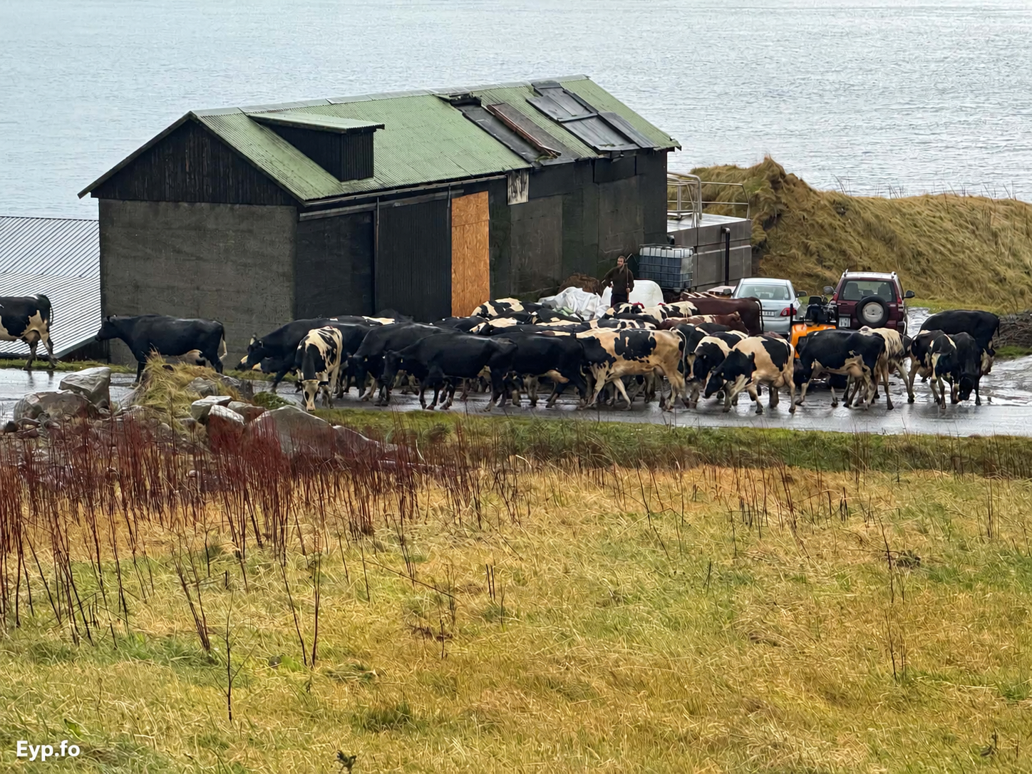 Neytini flutt í nýggja fjósið úti í Vík